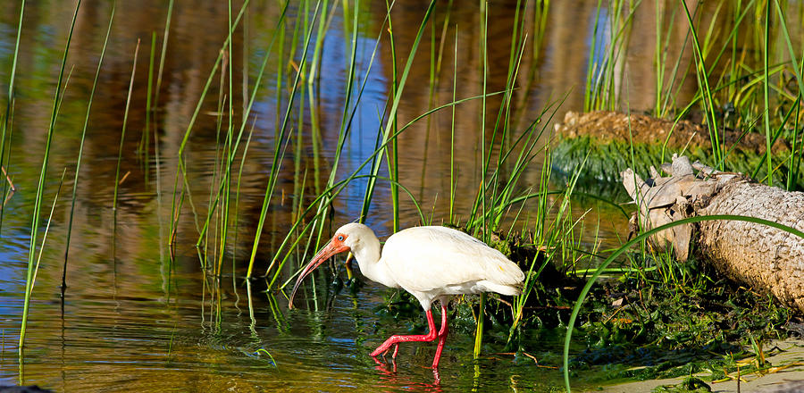 Nature Photograph - White Ibis #1 by Wild Expressions Photography