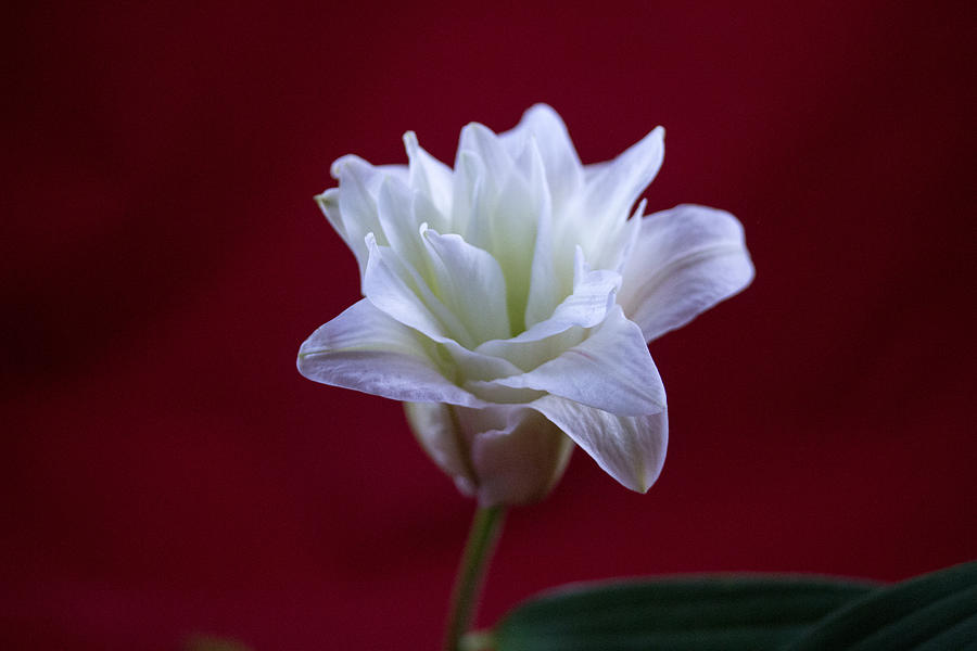 White Lilly #1 Photograph by Susan Jensen