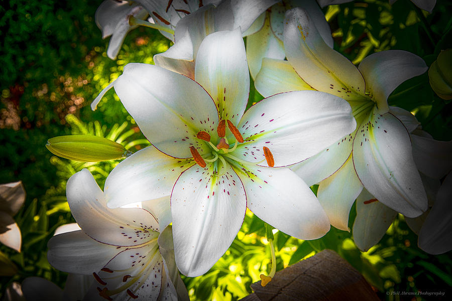 White Lily #1 Photograph by Phil Abrams