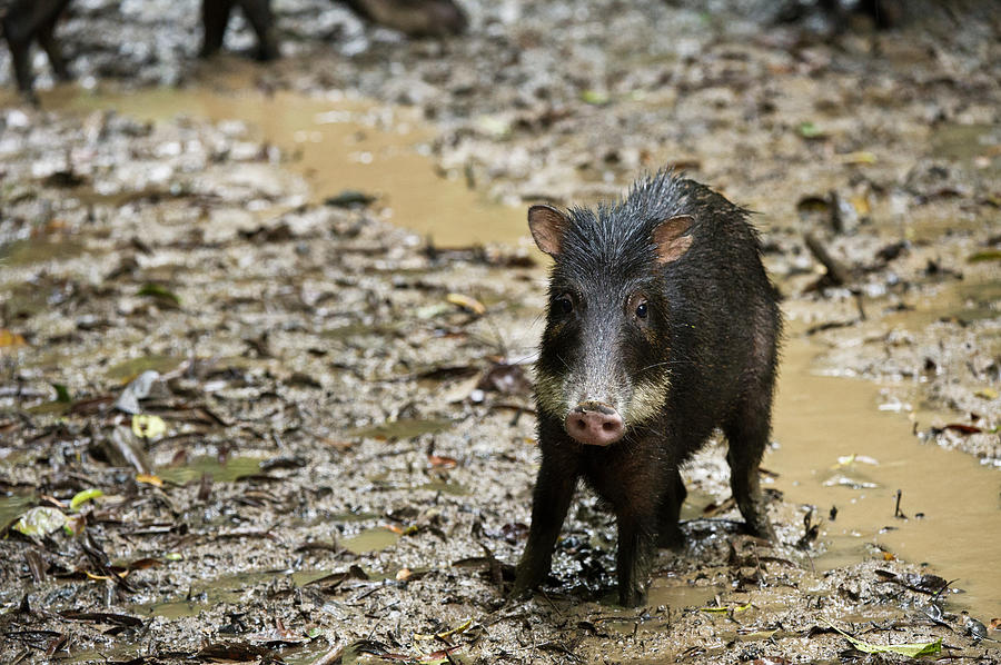 White-lipped Peccary (tayassu Pecari Photograph by Pete Oxford - Fine ...