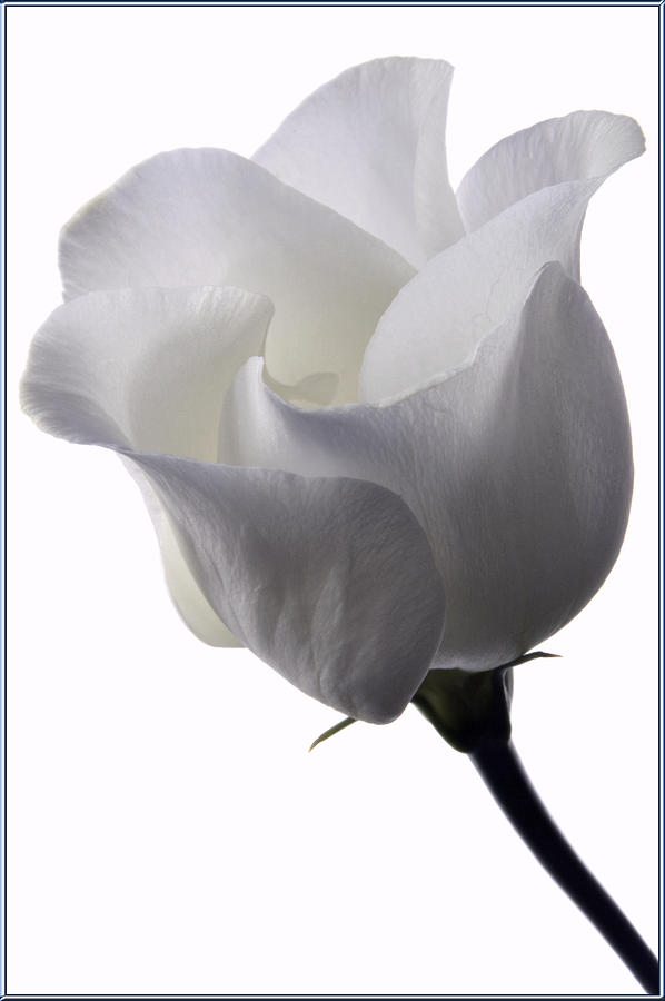 White Lisianthus #1 Photograph by Terence Davis