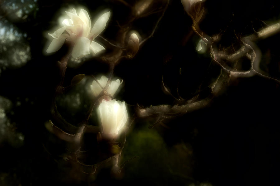 Flower Photograph - White Magnolia by Catherine Lau Flower Photograph - White Magnolia by Catherine Lau