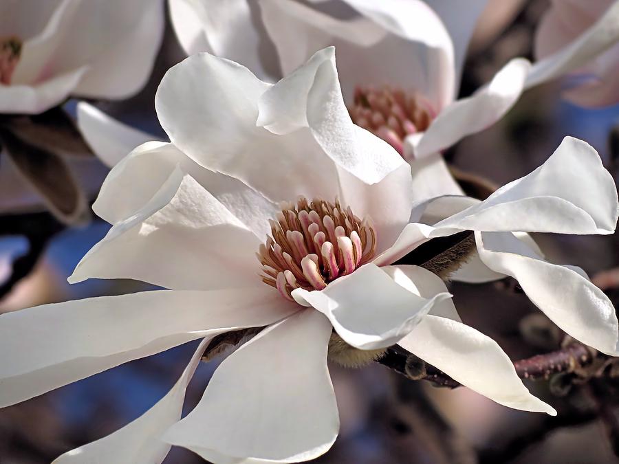 White Magnolia Photograph by Janice Drew