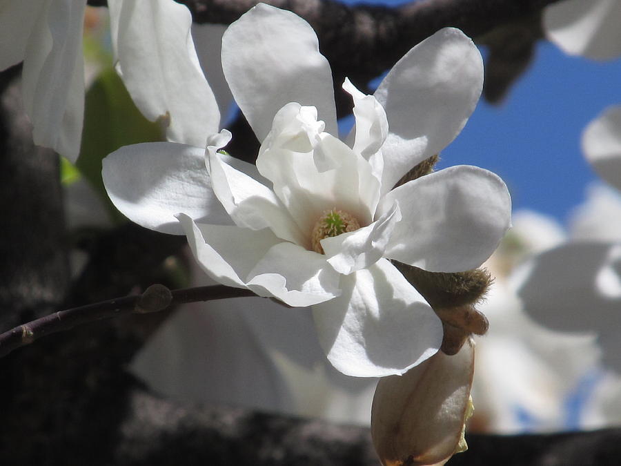 White Magnolias #1 Photograph by Alfred Ng