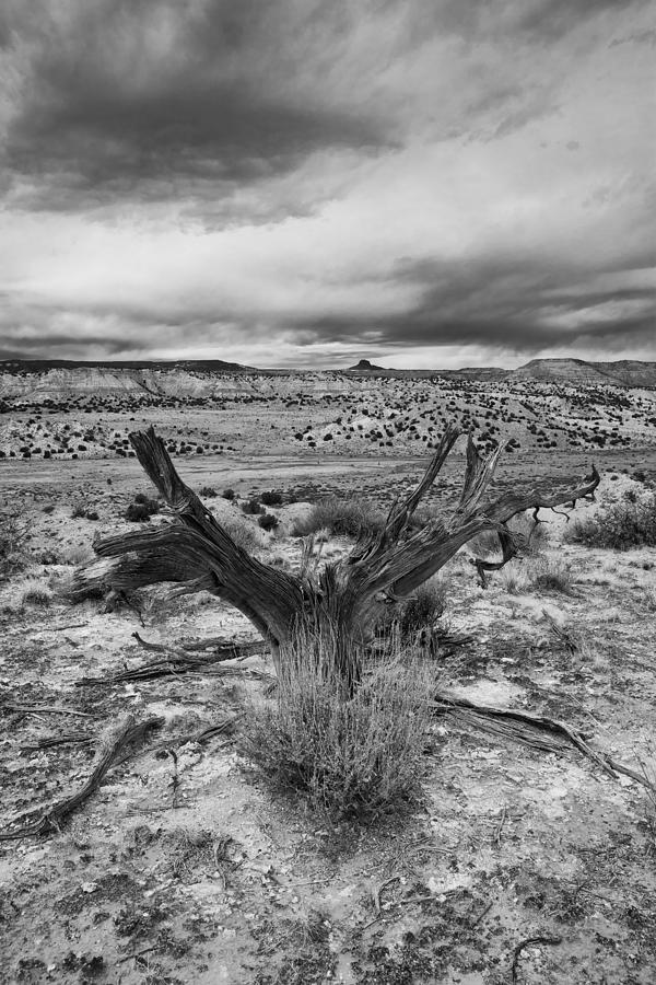 White Mesa - Cabezon #1 Photograph by Del Duncan