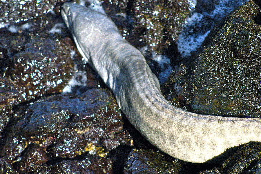 Puhiuha -White Moray Eel Photograph by Lehua Pekelo-Stearns