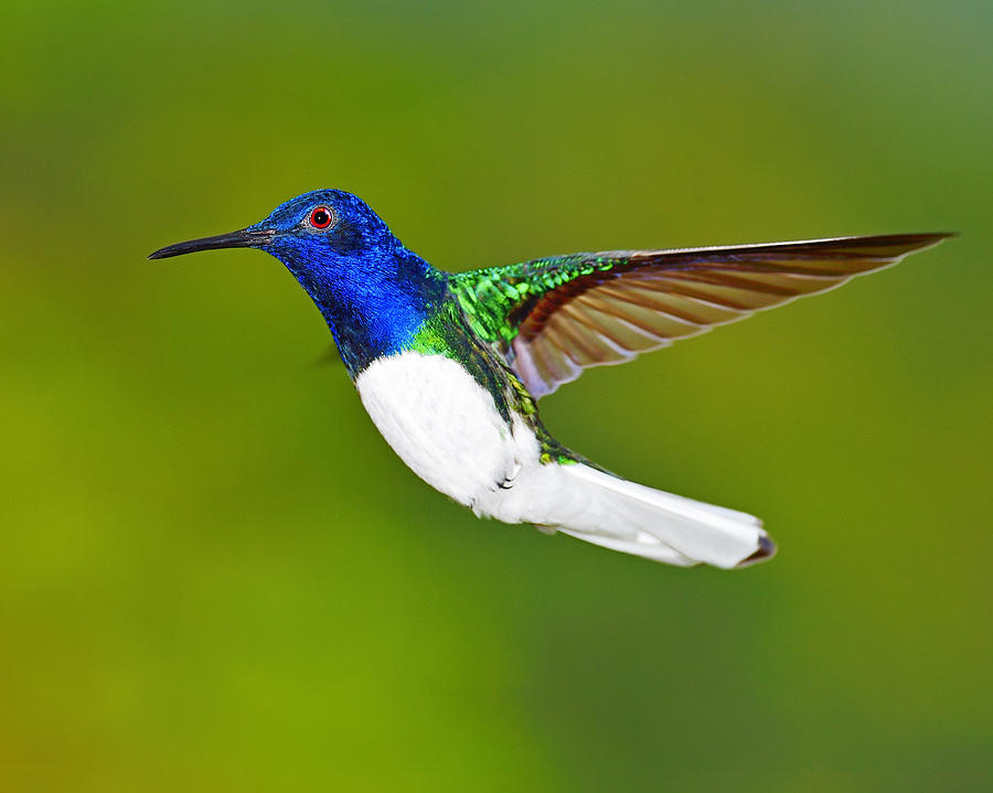 White-necked Jacobin #2 Photograph by Tony Beck