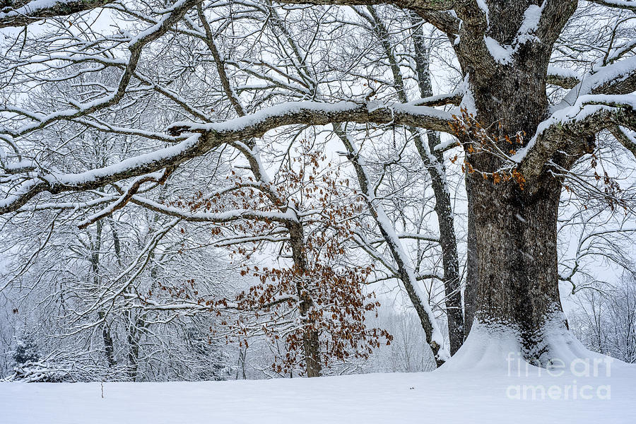 White Oak Tree in Snow #1 Photograph by Thomas R Fletcher