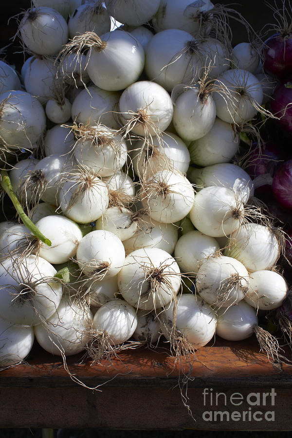 White Onions #2 Photograph by Tony Cordoza