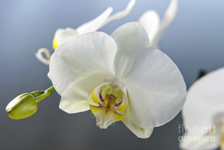 Orchid Photograph - White Orchid #1 by Design Windmill