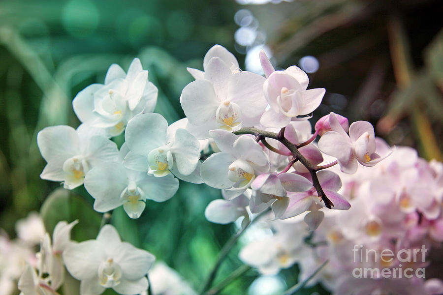 Orchid Photograph - White Orchid  #2 by Lali Kacharava