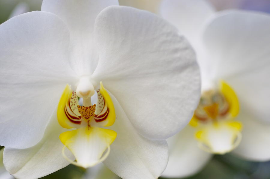 White orchid Photograph by Sue Morris