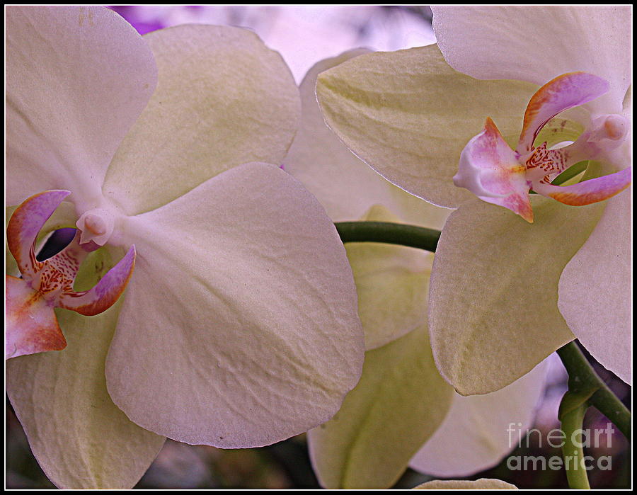 White Orchids Photograph by Dora Sofia Caputo