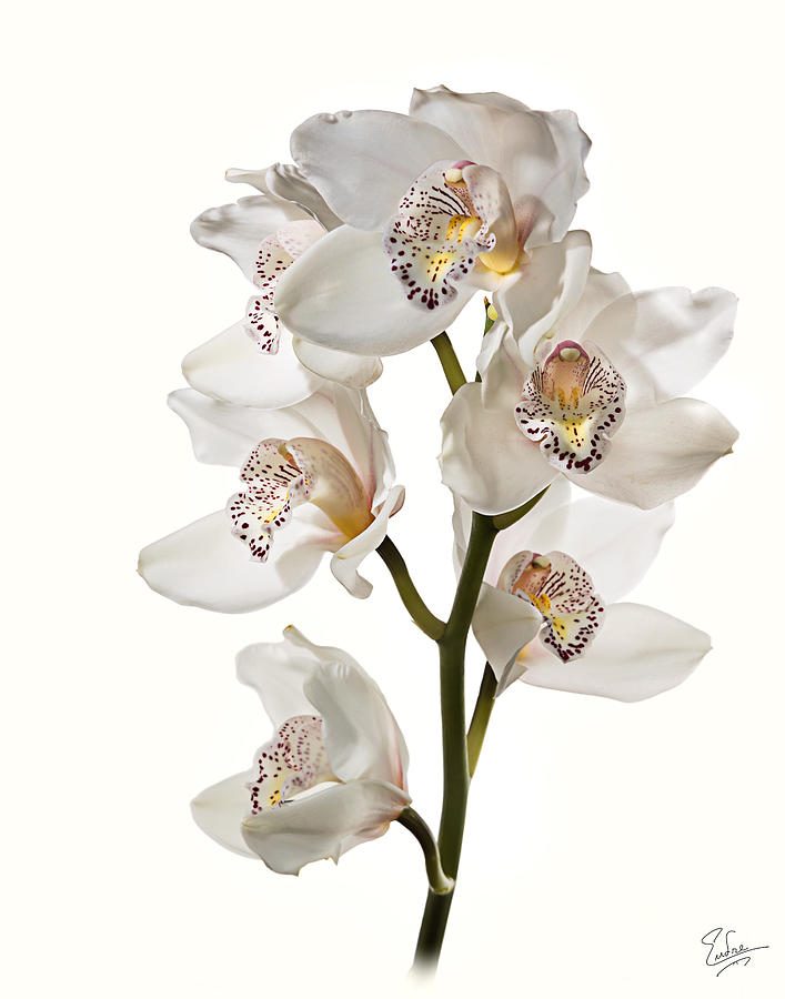 White Orchids Photograph by Endre Balogh