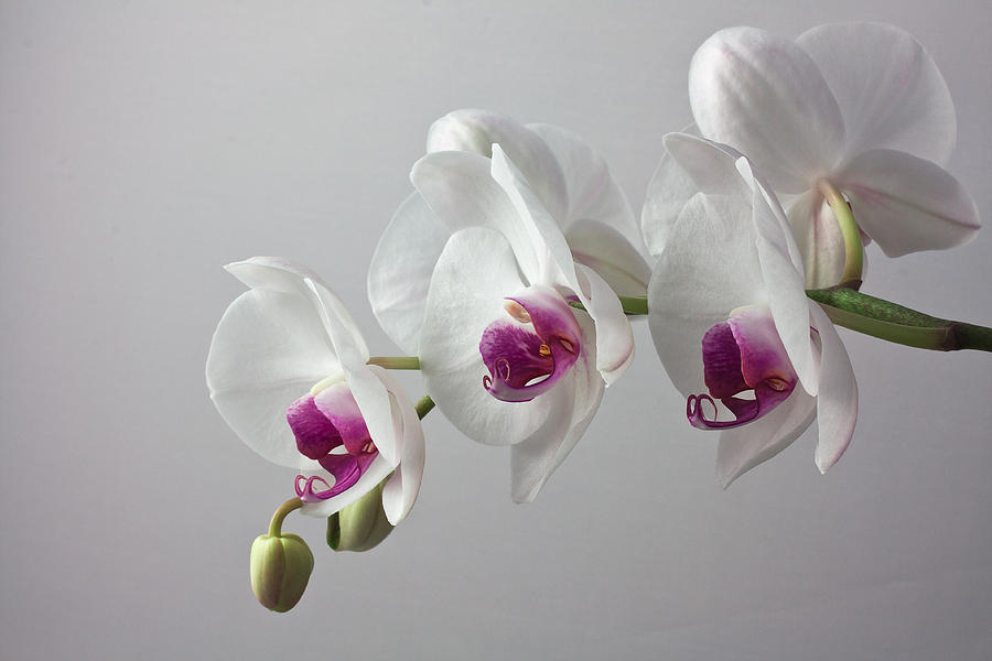 Orchid Photograph - White Orchids #1 by Shirley Mitchell