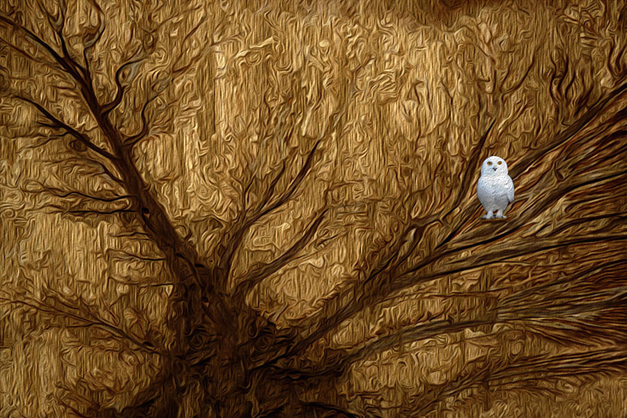 Owl Painting - White Owl #1 by Jack Zulli