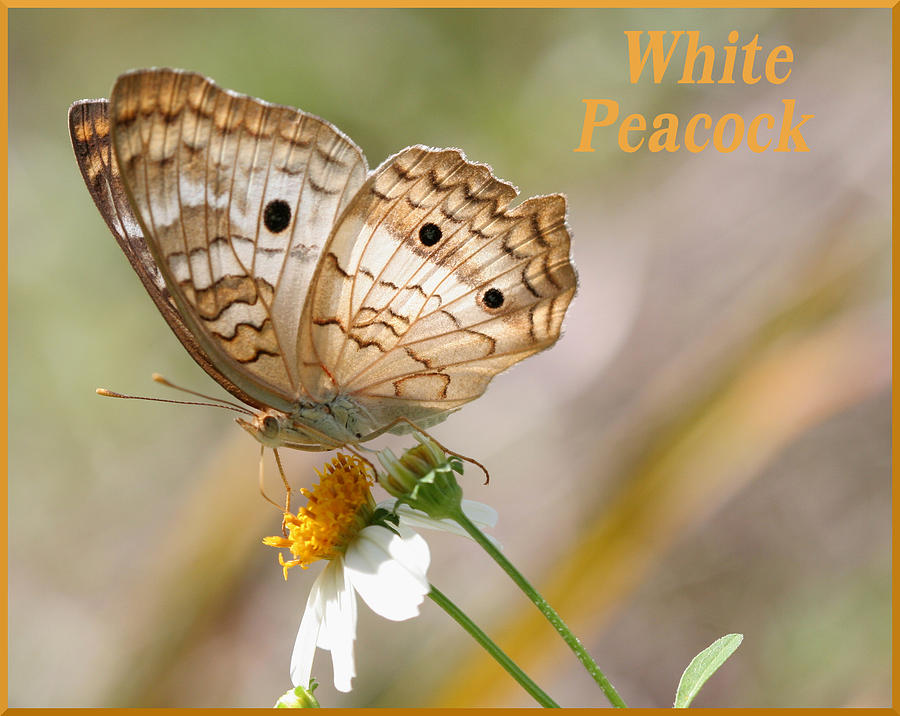 Butterfly Photograph - White Peacock Butterfly by April Wietrecki Green