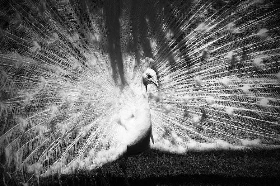 Peacock Photograph - White Peacock BW #1 by Chevy Fleet