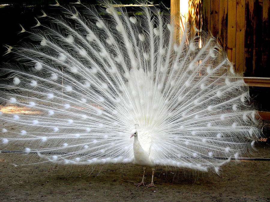 White Peacock #1 Digital Art by Jean Wolfrum