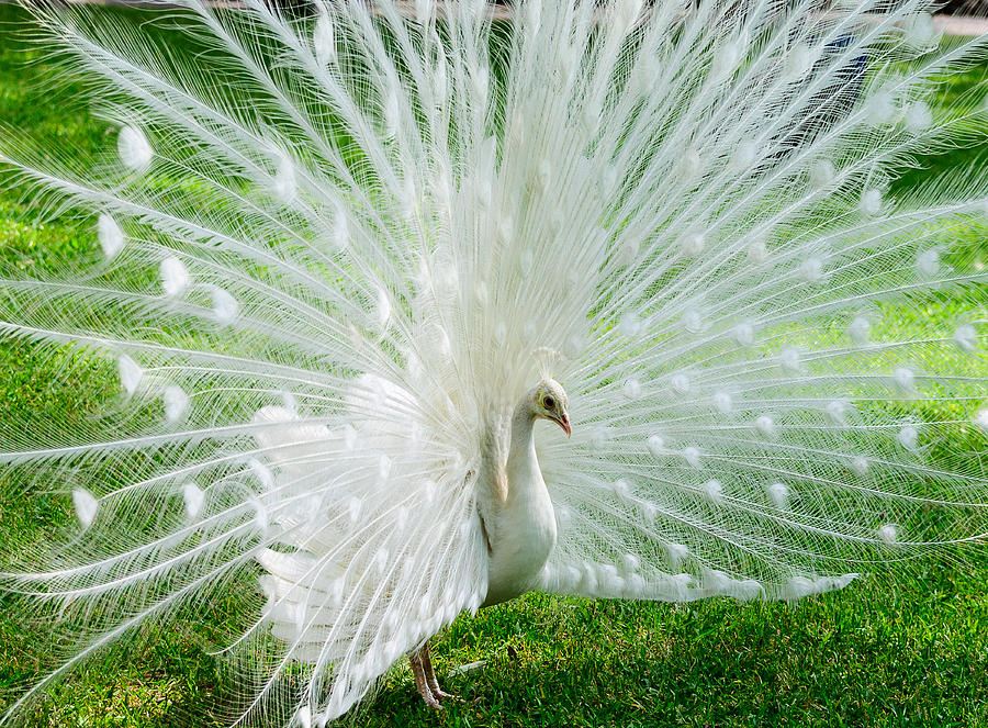 White Peacock #1 Photograph by John Johnson