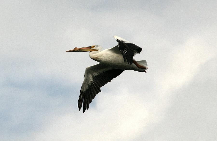 White Pelican Flight #1 Photograph by John Dart