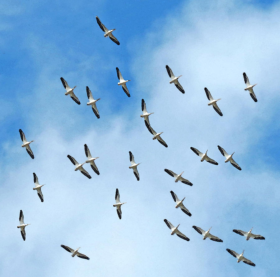 Nature Photograph - White Pelican Sky #1 by Deborah Smith