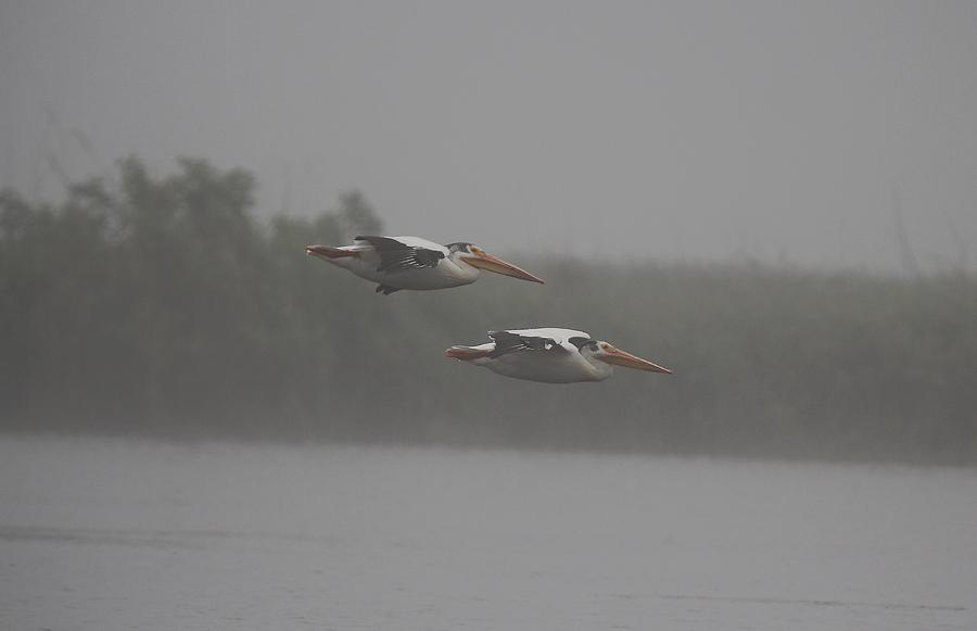 Marsh Birds Photograph - White Pelicans Glide #1 by John Dart