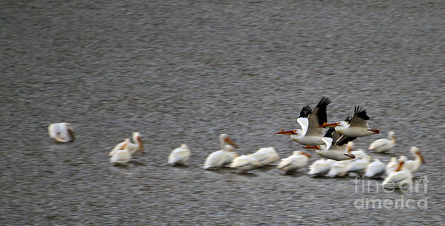 White Pelicans In Flight  #1816 #2 Photograph by J L Woody Wooden