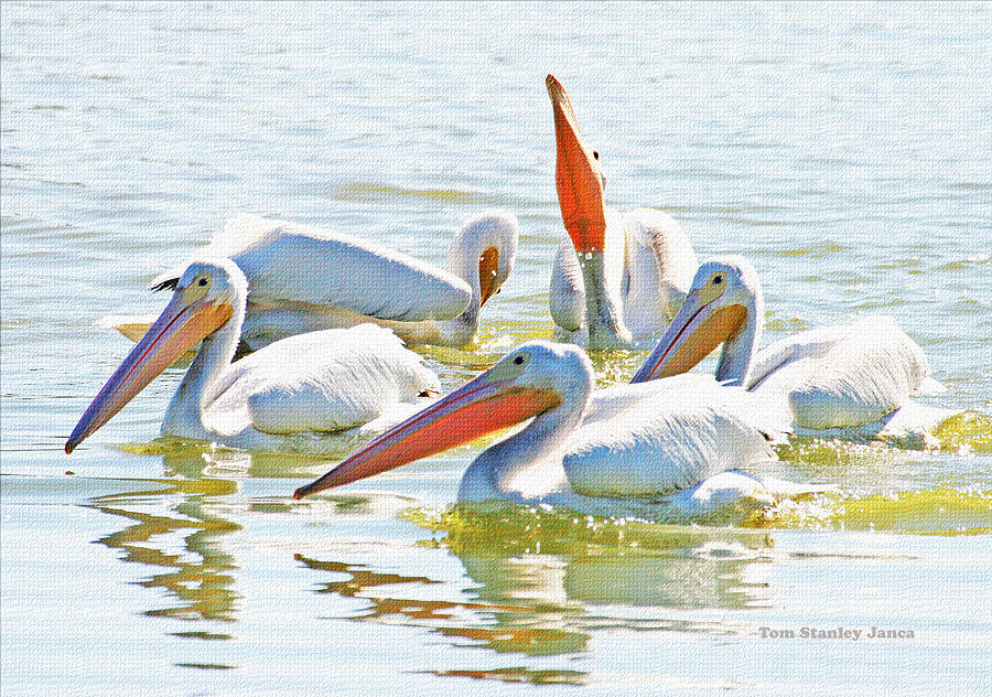 White Pelicans Visiting Gilbert Riparian Preserve #1 Photograph by Tom Janca