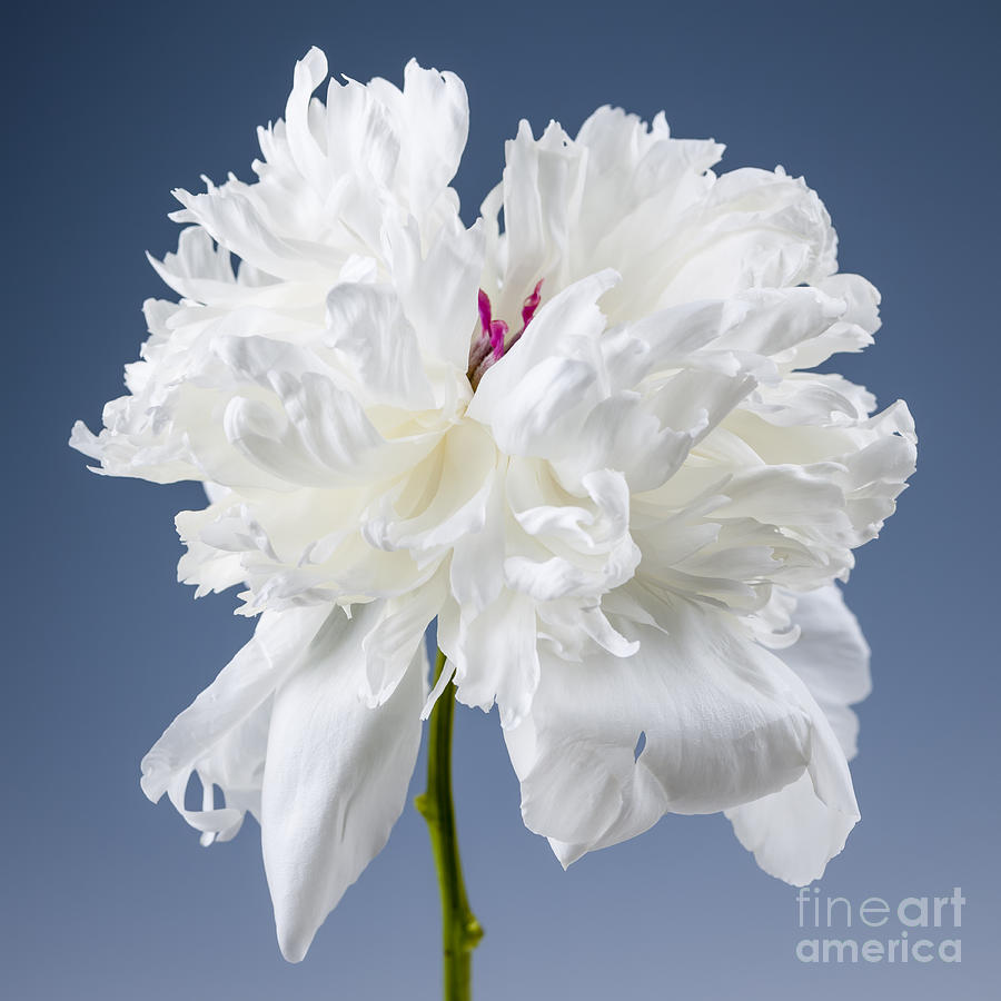 White Peony Flower Photograph