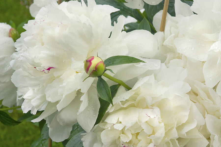 White Peony Flowers #1 Photograph by Keith Webber Jr