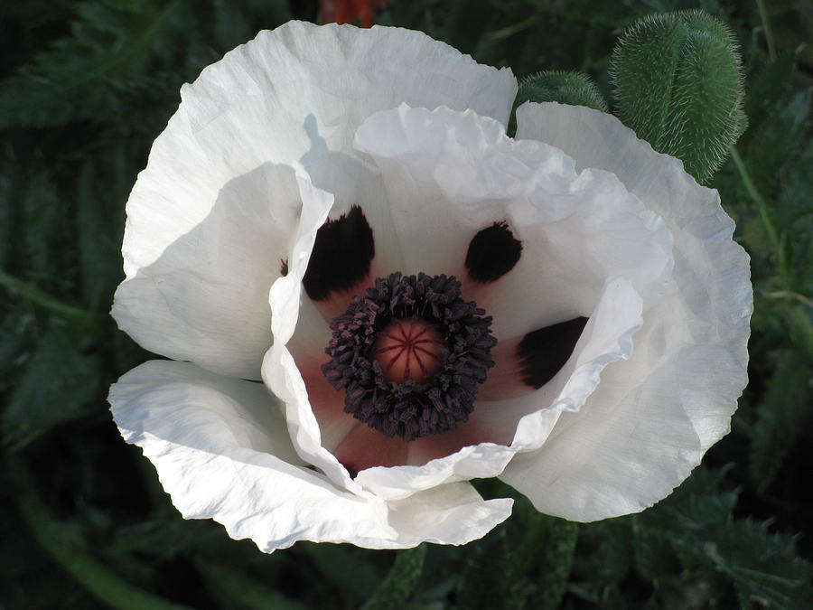White Poppy #1 Photograph by Alfred Ng