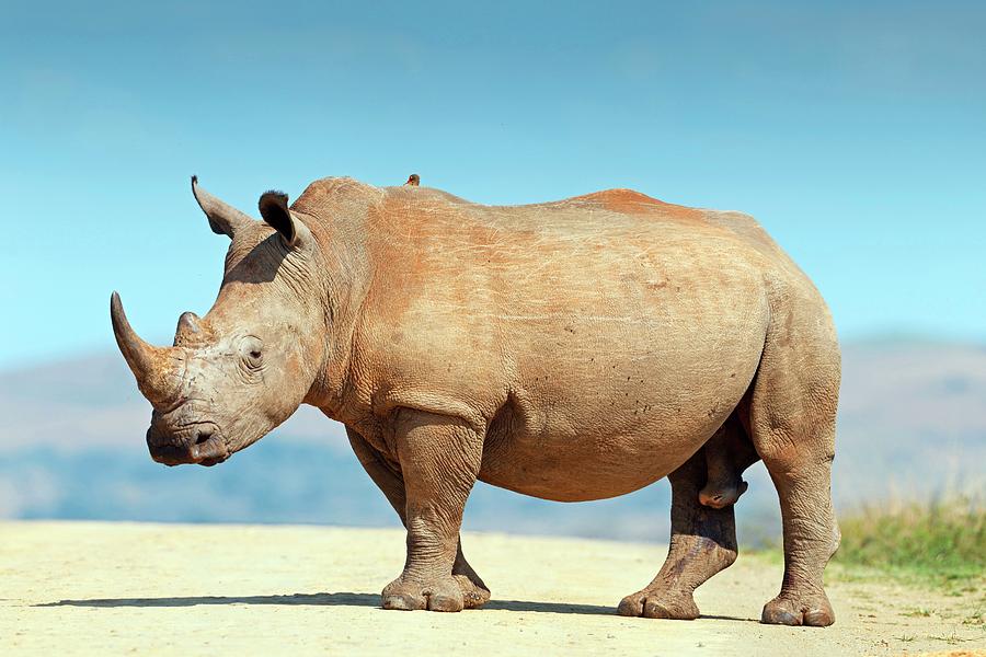 Animal Photograph - White Rhino #1 by Bildagentur-online/mcphoto-schaef