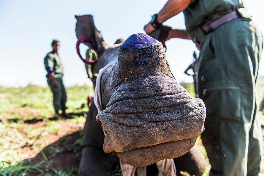 White Rhino Capture And Dehorning To Prevent Poaching Photograph by ...