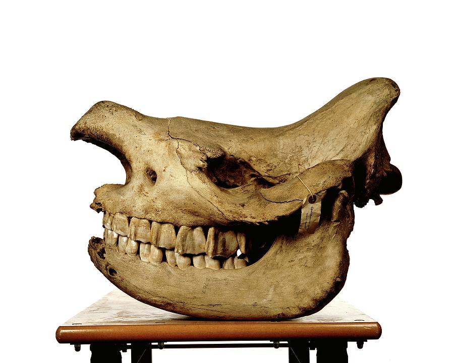 White Rhinoceros Skull #1 Photograph by Ucl, Grant Museum Of Zoology