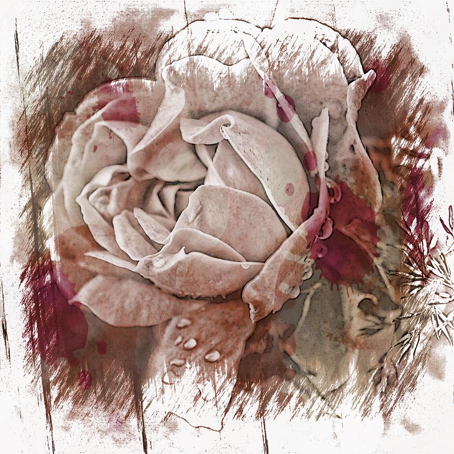 Pink Photograph - White Rose by Angel Eowyn Pink Photograph - White Rose by Angel Eowyn