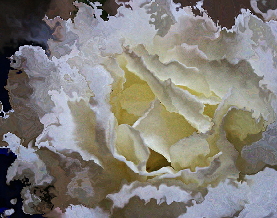 White Rose  #1 Photograph by Daniele Smith