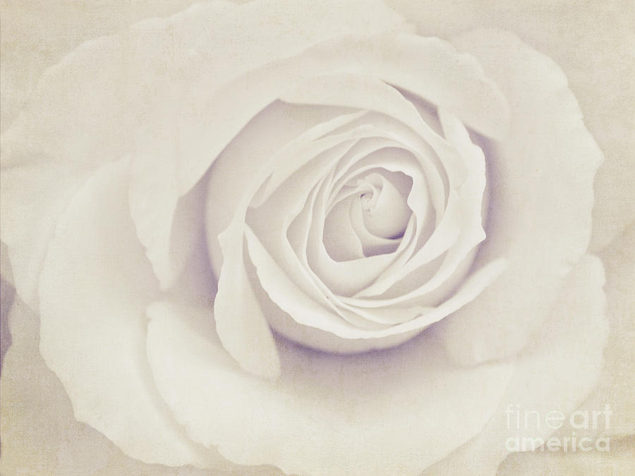 Rose Photograph - White Rose #1 by Diana Kraleva