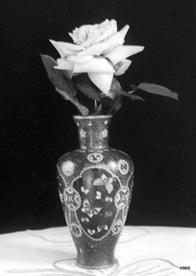 White Rose Photograph by William Haggart