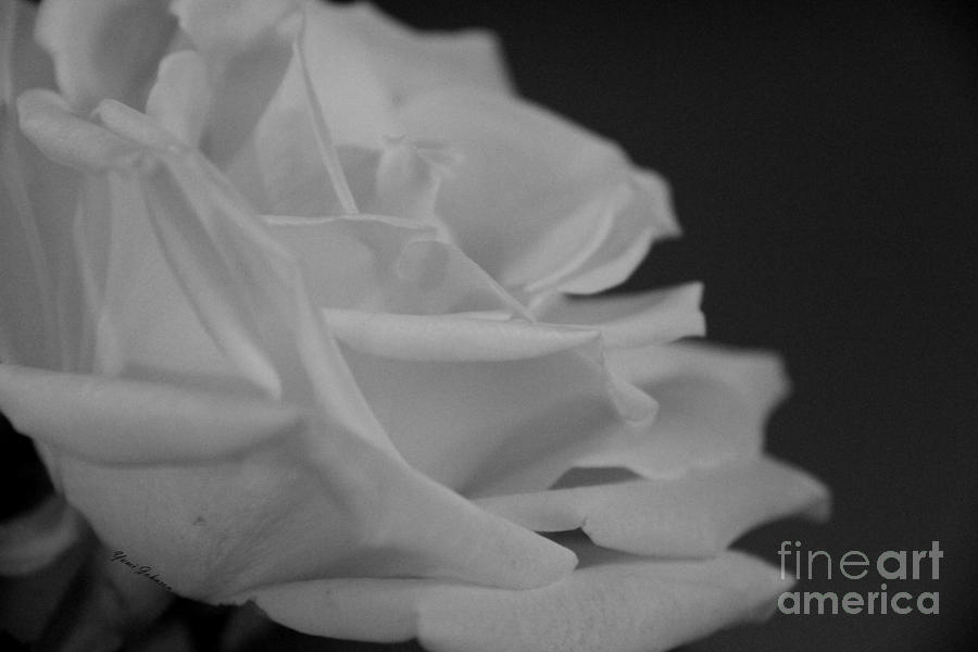 White Rose #1 Photograph by Yumi Johnson