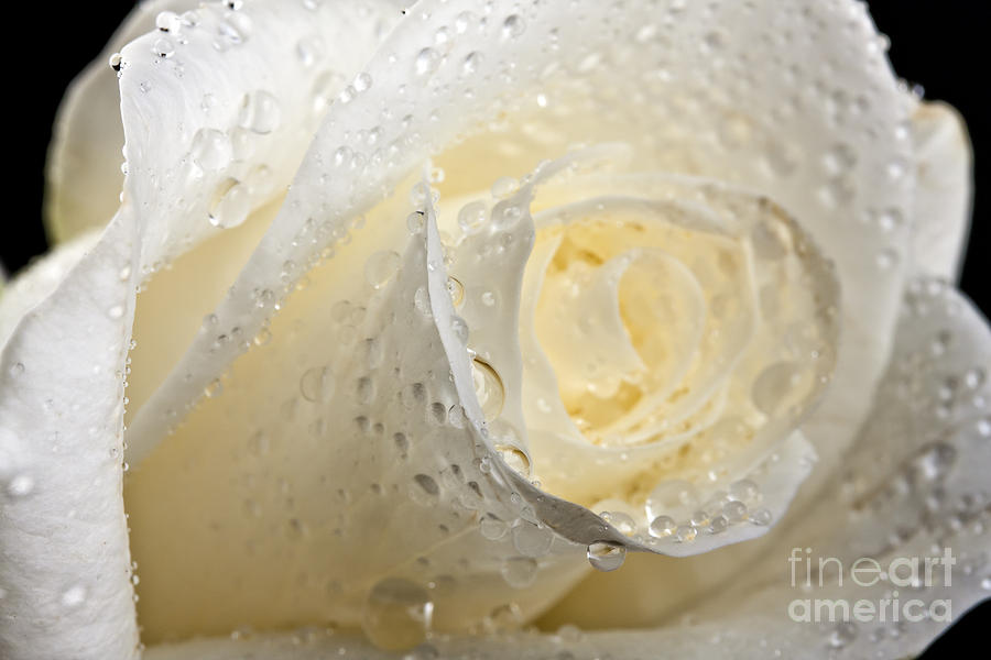 White Roses #1 Photograph by Gunnar Orn Arnason