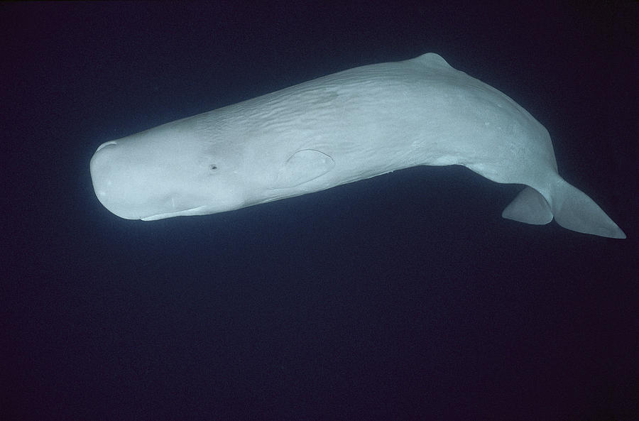 Animal Photograph - White Sperm Whale Azores Islands #1 by Hiroya Minakuchi