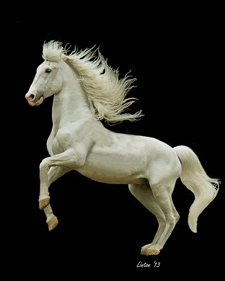 White Stallion #1 Photograph by Larry Linton
