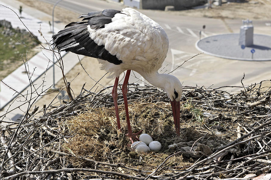 White Stork With Eggs #1 Photograph by M. Watson