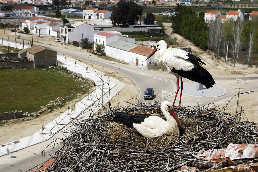 White Storks At Nest #1 Photograph by M. Watson