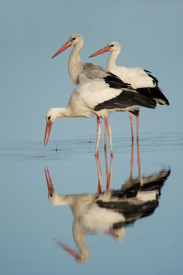 Nature Photograph - White Storks Ciconia Ciconia In A Lake #1 by Panoramic Images