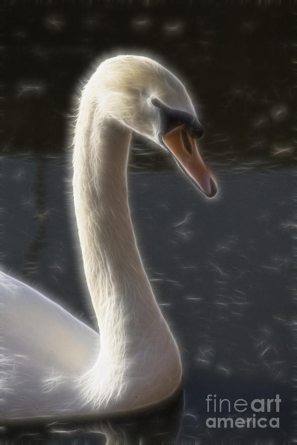White Swan #1 Photograph by Douglas Barnard
