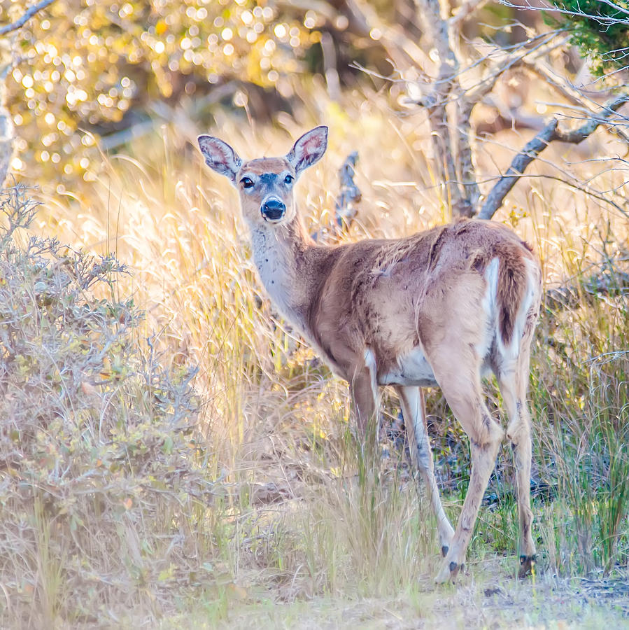 White Tail Deer Bambi In The Wild #1 Photograph by Alex Grichenko