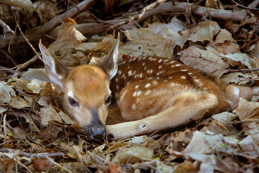 White-tail Fawn #1 Photograph by Phil Degginger
