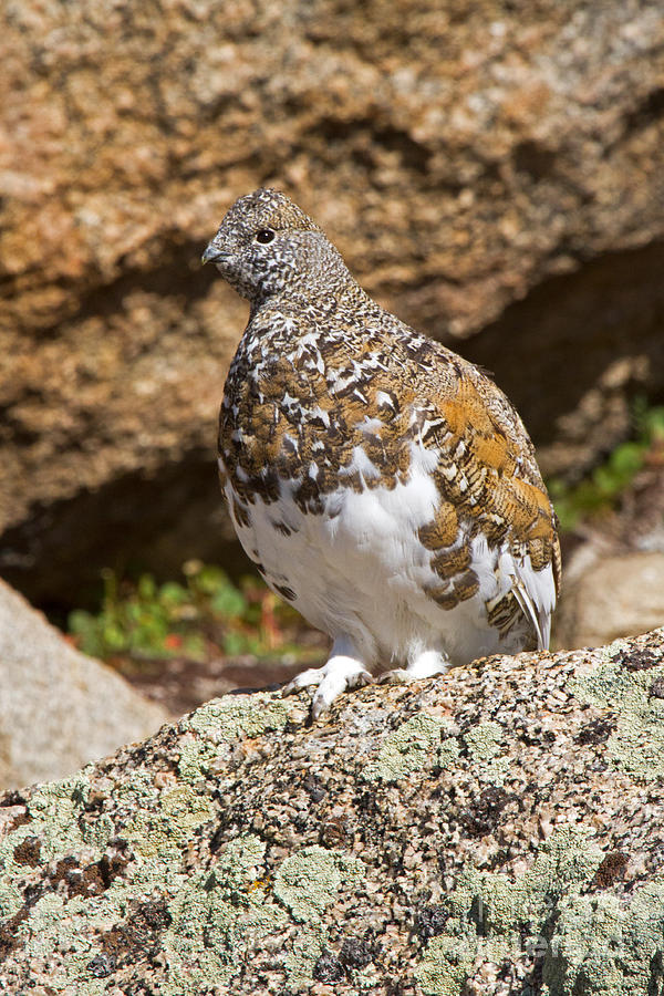White Tail Ptarmigan on Mount Evans #1 Photograph by Fred Stearns